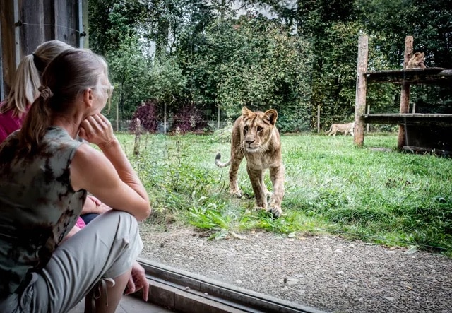 Givskud zoo - seværdighed kun 21 minutters kørsel fra Hotel Hedegaarden i Vejle